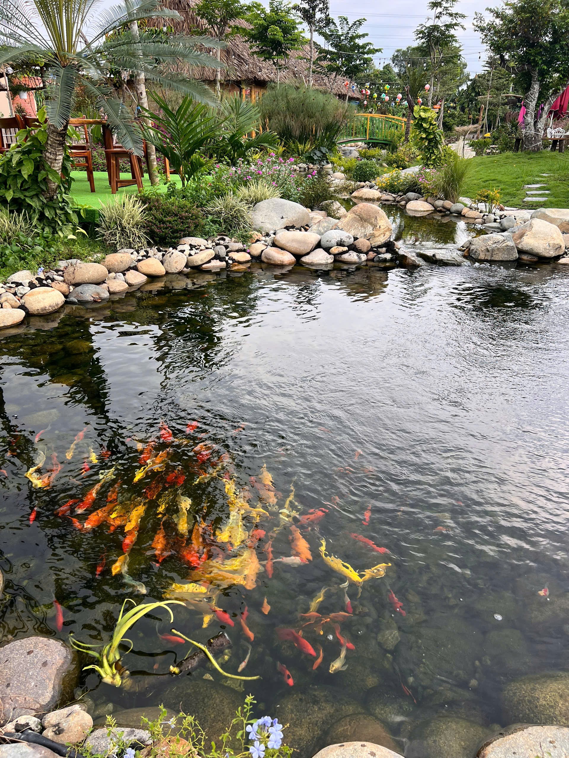 Cà phê ven suối ngắm cá Koi ngũ sắc tại Sen Vàng Garden Hóc Môn