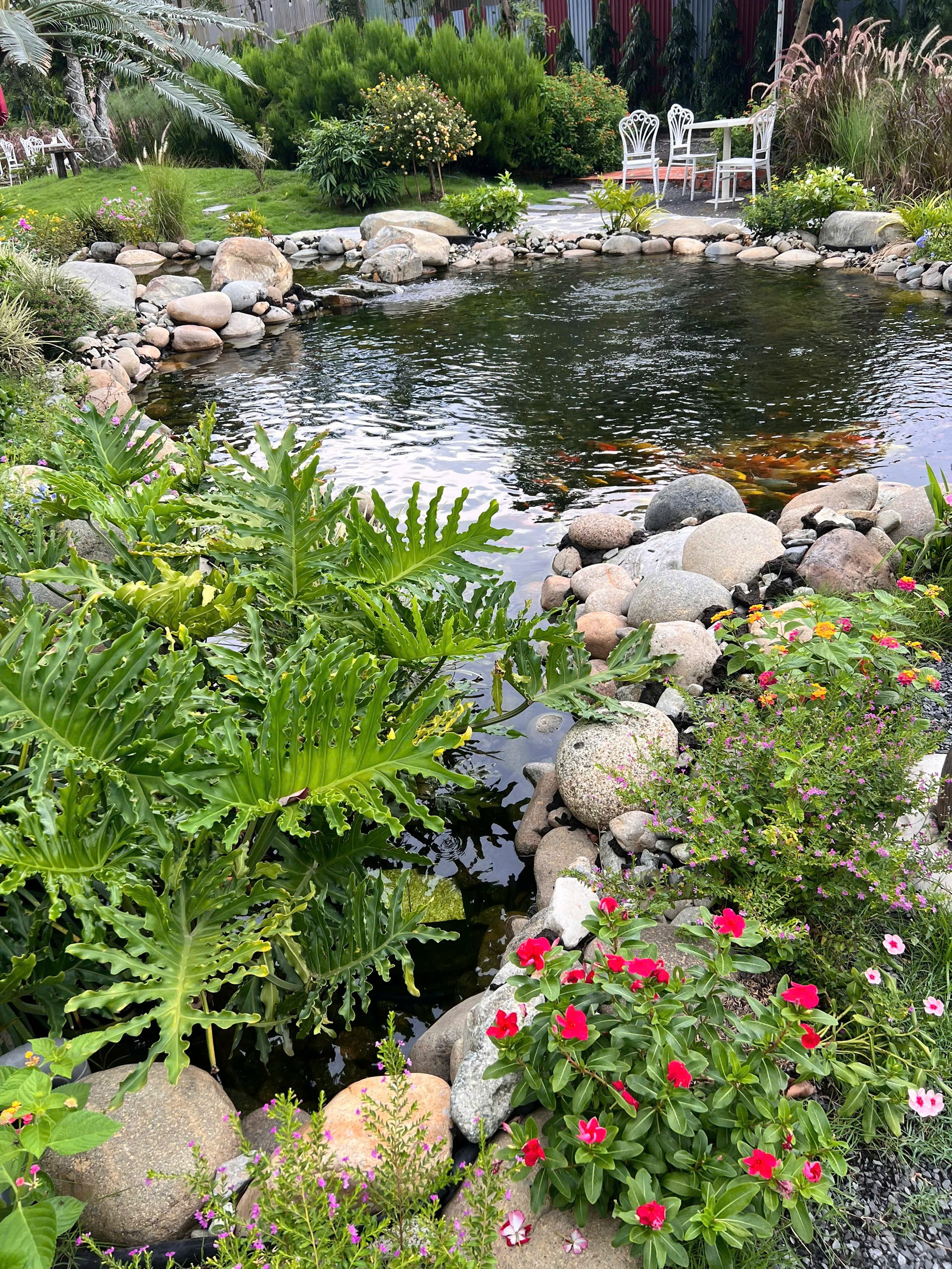 Tiểu cảnh thác nước suối cá Koi Sen Vàng Garden