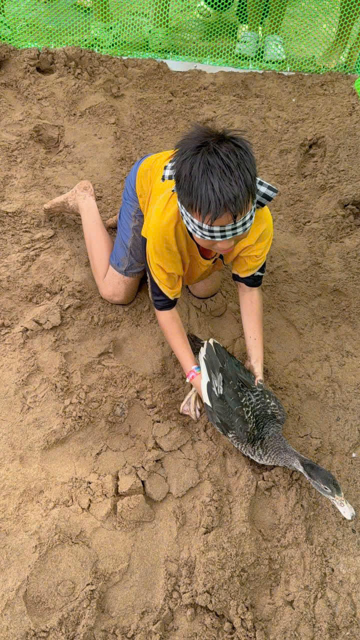 Bịt Mắt Bắt Vịt